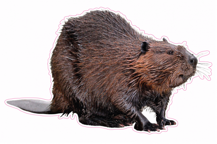 Zvířata jako živá