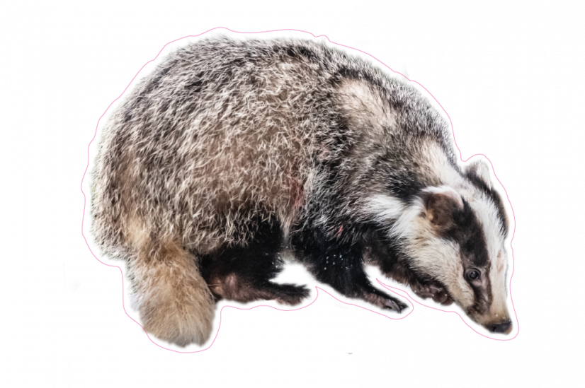 Zvířata jako živá