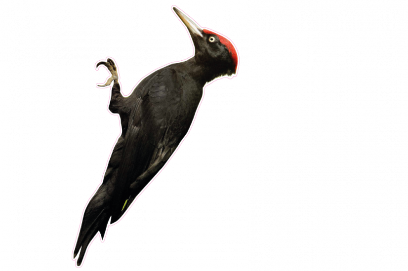 Zvířata jako živá