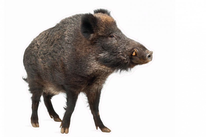 Zvířata jako živá