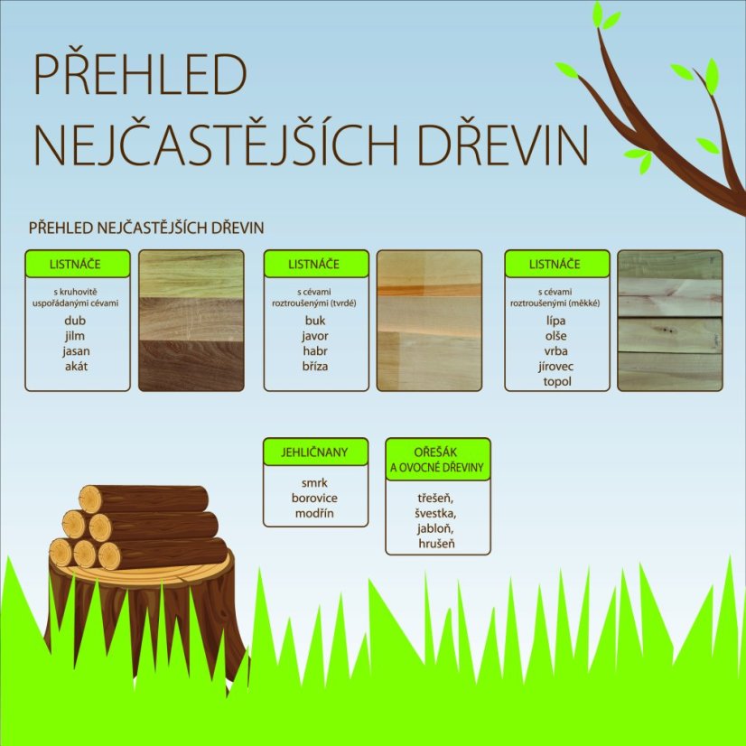 Přehled nejčastějších dřevin - DÍLNA