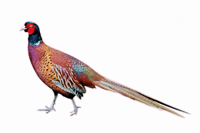 Zvířata jako živá