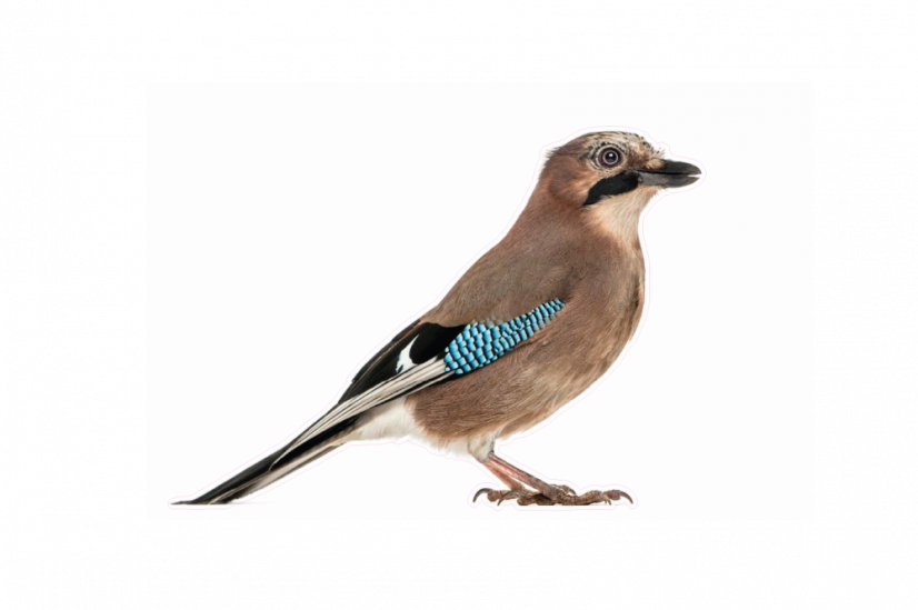 Zvířata jako živá