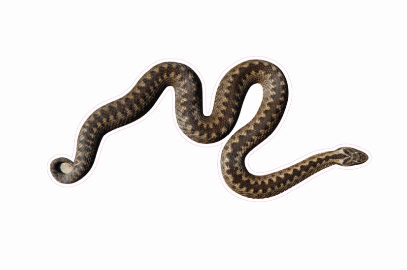 Zvířata jako živá