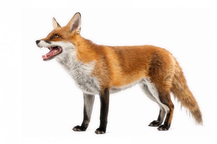 Zvířata jako živá