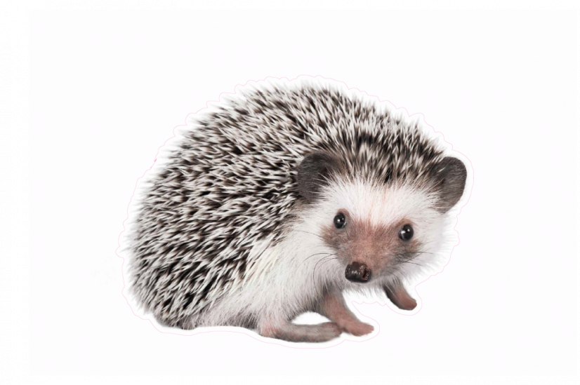 Zvířata jako živá