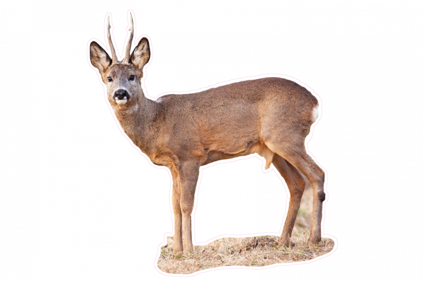 Zvířata jako živá