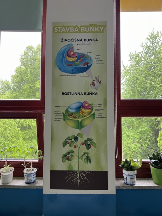 Stavba buňky