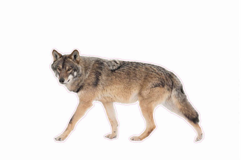 Zvířata jako živá