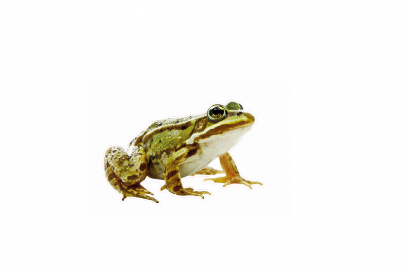 Zvířata jako živá