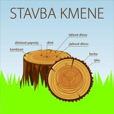 Stavba kmene - DÍLNA