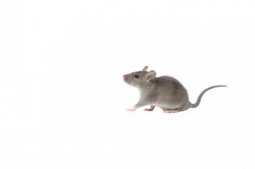 Zvířata jako živá