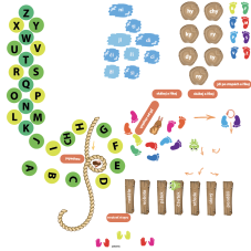 Senzomotorická dráha + ČJ
