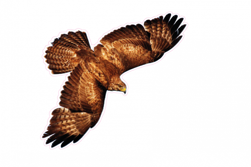 Zvířata jako živá