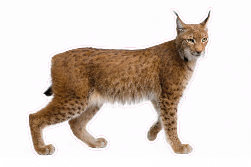 Zvířata jako živá