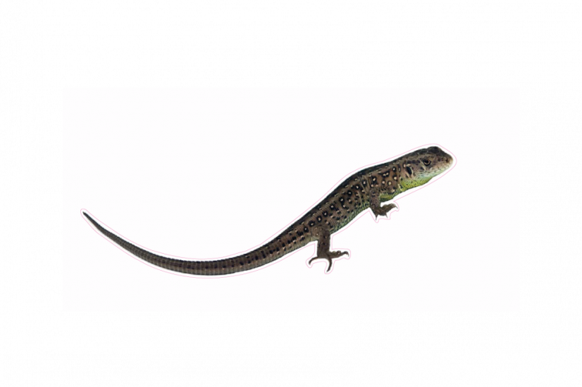 Zvířata jako živá